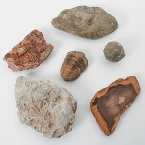 FOSSILER 6 delar