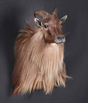Jagttrofæ. Himalayan tahr Hemitragus jemlahicus