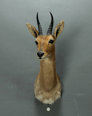 Common Redbuck