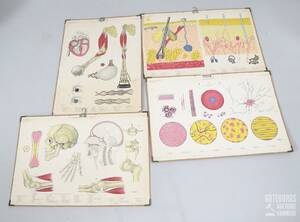 Skolplanscher, anatomi bl.a. celler