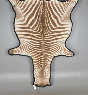 Zebraskinn, uppfodrat på svart textil