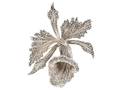 BROSCH
