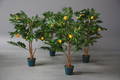 Fire lemontræer i krukker. 4