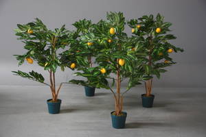 Fire lemontræer i krukker. 4