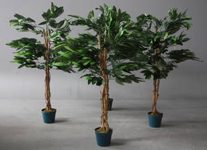 Fire mangotræer i krukke. 4