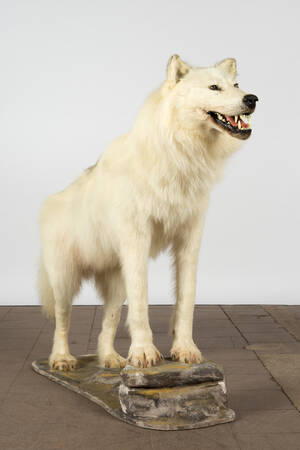 Weißer Wolf, Tierpräparat, auf Sockel stehend