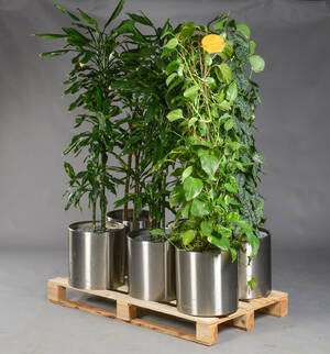 Seks planter i cirkulære potter af rustfrit stål. Til indendørs brug. 6