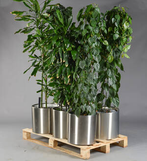 Seks planter i cirkulære potter af rustfrit stål. Til indendørs brug. 6