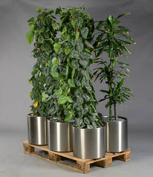 Seks planter i cirkulære potter af rustfrit stål. Til indendørs brug. 6