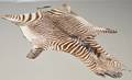 Zebraskind