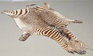 Zebraskind