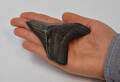 Megalodon, hajtand fra uddød kæmpehaj, L. 9,8 cm