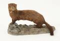 Uppstoppad mink