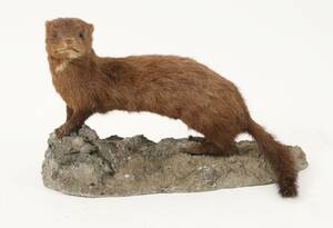 Uppstoppad mink