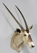 Jagttrofæ oryx.