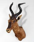 Jagttrofæ Hartebeest