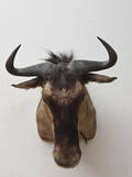 Hovedmonteret jagttrofæ af Blue Wildebeestgnu.