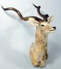 Jagttrofæ kudu