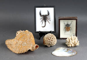Lille biologisk samling af bl.a. koraler, konkylie, muslingskal, bille mm. 6