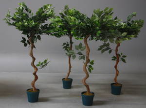 Fire stuebirketræer i potter 4