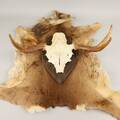 Horn