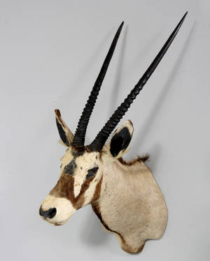 Jagttrofæ oryx.