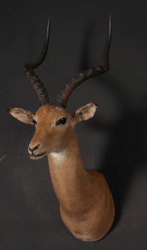 Skuldermonteret Impala, jagttrofæ