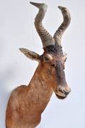 Afrikansk jagttrofæ af Hartebeest