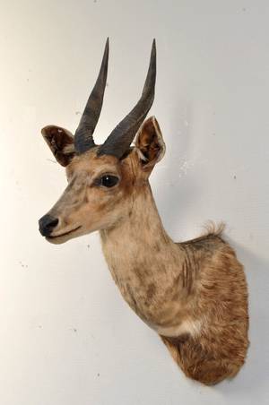 Afrikansk Jagttrofæ af bushbuck