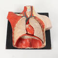 ANATOMISK MODELL