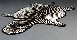 Zebraskind, Længde 306 cm.