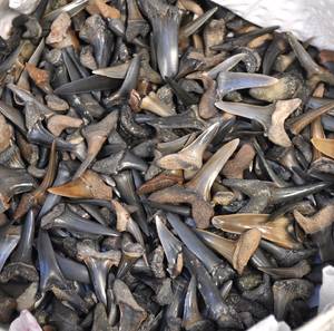 Samling fossile hajtænder300 stk.