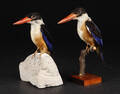 Udstoppede Black capped kingfisher isfugle 2