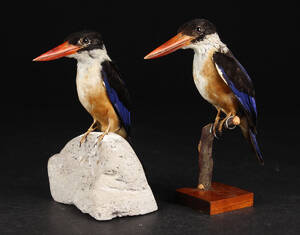 Udstoppede Black capped kingfisher isfugle 2