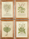 Blomsterplanscher de Medica Materia