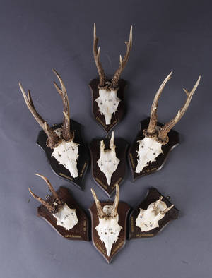 Samling Jagtfrofæer 1960 erne. 7