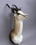 Skuldermonteret jagttrofæ. Springbok