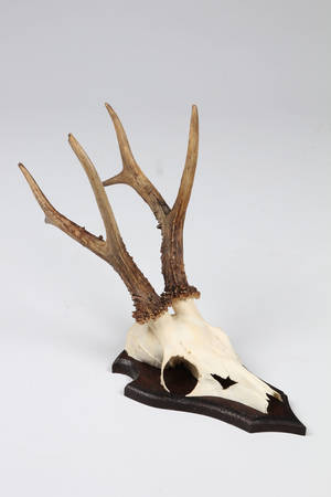 Samling gevirer monteret på plade 16.