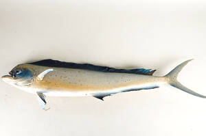 Guldmakrill, uppstoppad