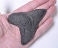 Hajtand fra uddød kæmpehaj - Megalodon. 6 mio. år gammel