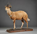 Jagttrofæ af fuldmonteret Bushbok 1.
