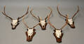 Fem skalmonterede jagttrofæer. 5