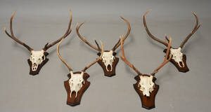 Fem skalmonterede jagttrofæer. 5