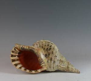 Riesenmuschel 