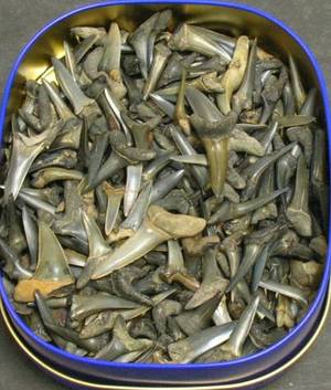 Samling fossile hajtænder, 25-40 mm. ca. 200 stk
