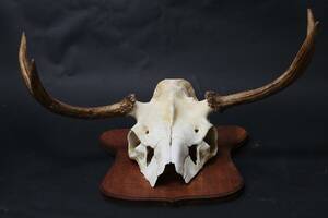 JAKTTROFÈ, älghorn.