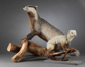 Grævling og mår, fuldmonteret 2