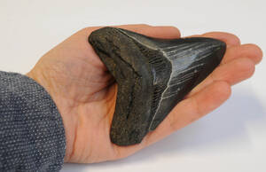 Megalodon, hajtand fra uddød kæmpehaj