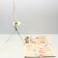 Anatomisk