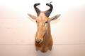 Lichtenstein`s Hartebeest